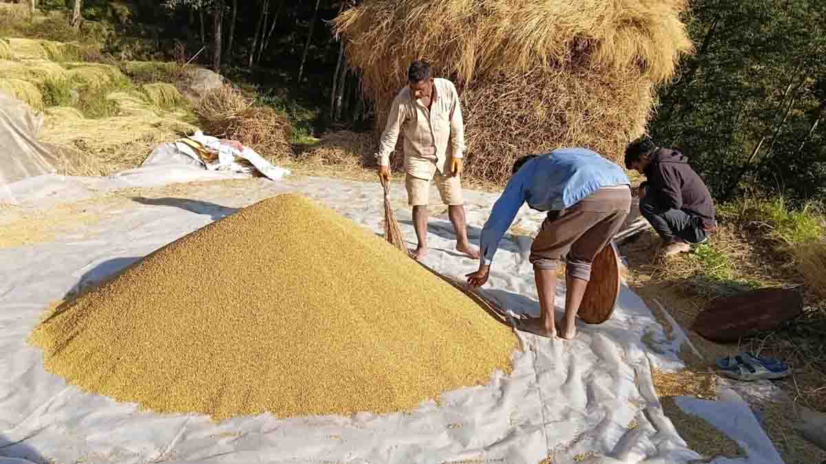 किसानको धान खरिदमा चुनौती